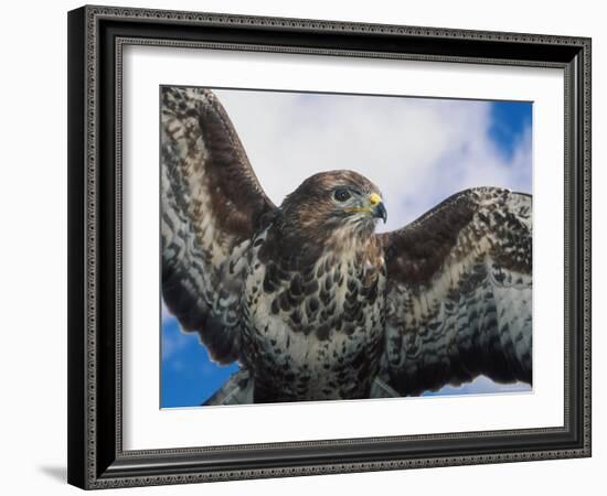 Female Common Buzzard with Wings Outstretched, Scotland-Niall Benvie-Framed Photographic Print