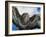 Female Common Buzzard with Wings Outstretched, Scotland-Niall Benvie-Framed Photographic Print