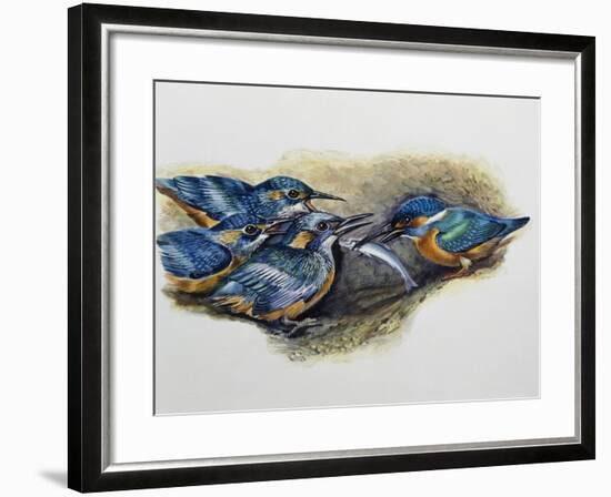 Female Common Kingfisher Feeding Her Young (Alcedo Atthis), Alcedinidae-null-Framed Giclee Print