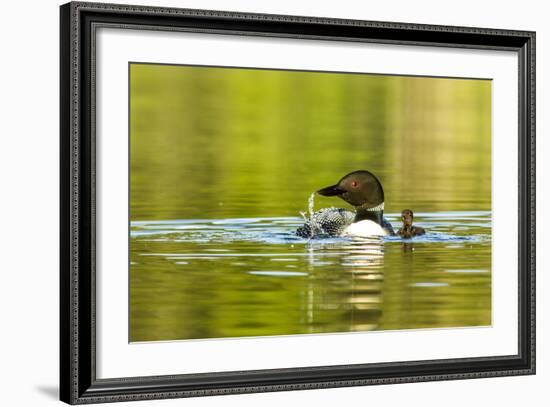 Female Common Loon Bird with Newborn Chick on Beaver Lake, Whitefish, Montana, USA-Chuck Haney-Framed Photographic Print