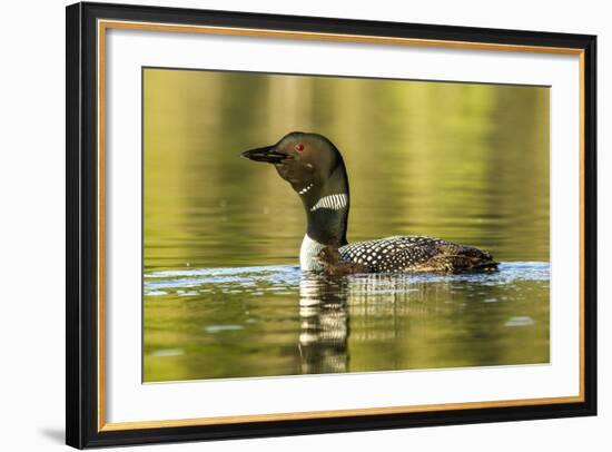 Female Common Loon Bird with Newborn Chick on Beaver Lake, Whitefish, Montana, USA-Chuck Haney-Framed Photographic Print