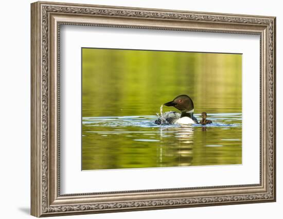 Female Common Loon Bird with Newborn Chick on Beaver Lake, Whitefish, Montana, USA-Chuck Haney-Framed Photographic Print