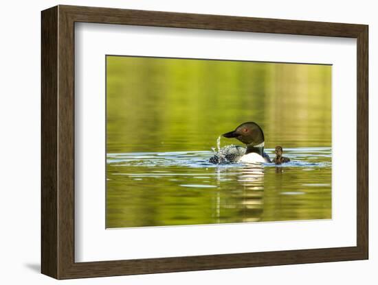 Female Common Loon Bird with Newborn Chick on Beaver Lake, Whitefish, Montana, USA-Chuck Haney-Framed Photographic Print