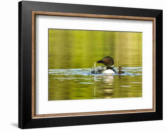 Female Common Loon Bird with Newborn Chick on Beaver Lake, Whitefish, Montana, USA-Chuck Haney-Framed Photographic Print