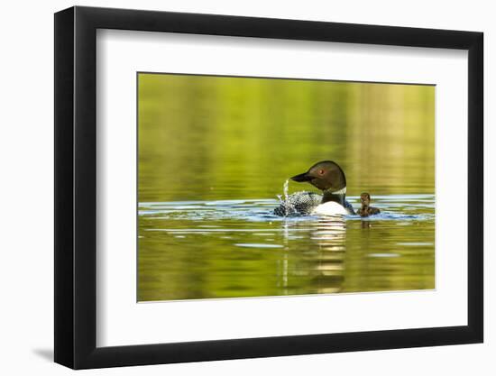 Female Common Loon Bird with Newborn Chick on Beaver Lake, Whitefish, Montana, USA-Chuck Haney-Framed Photographic Print