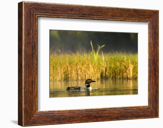 Female Common Loon Bird with Newborn Chick on Beaver Lake, Whitefish, Montana, USA-Chuck Haney-Framed Photographic Print