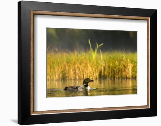 Female Common Loon Bird with Newborn Chick on Beaver Lake, Whitefish, Montana, USA-Chuck Haney-Framed Photographic Print