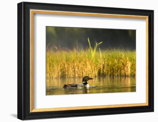 Female Common Loon Bird with Newborn Chick on Beaver Lake, Whitefish, Montana, USA-Chuck Haney-Framed Photographic Print