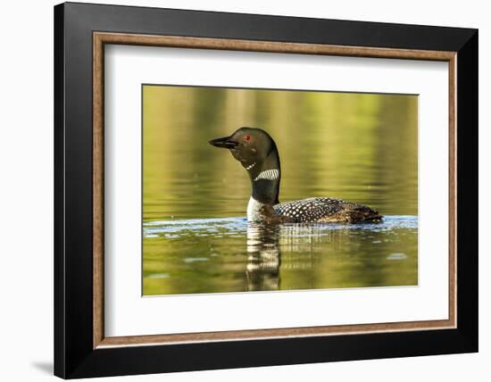 Female Common Loon Bird with Newborn Chick on Beaver Lake, Whitefish, Montana, USA-Chuck Haney-Framed Photographic Print