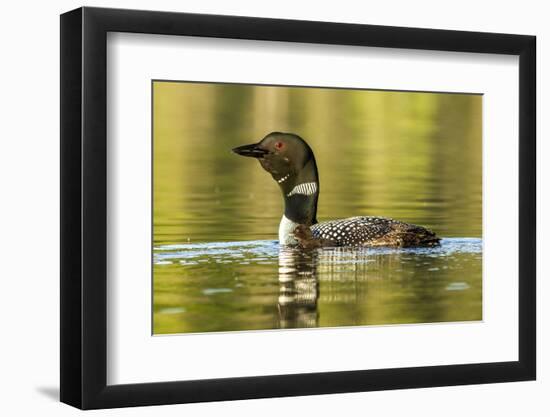 Female Common Loon Bird with Newborn Chick on Beaver Lake, Whitefish, Montana, USA-Chuck Haney-Framed Photographic Print