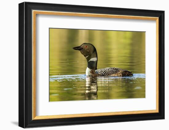 Female Common Loon Bird with Newborn Chick on Beaver Lake, Whitefish, Montana, USA-Chuck Haney-Framed Photographic Print