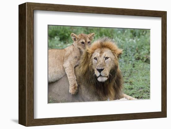 Female Cub Lies on Top of Her Father, Ngorongoro, Tanzania-James Heupel-Framed Photographic Print