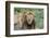 Female Cub Lies on Top of Her Father, Ngorongoro, Tanzania-James Heupel-Framed Photographic Print