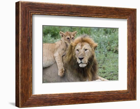 Female Cub Lies on Top of Her Father, Ngorongoro, Tanzania-James Heupel-Framed Photographic Print