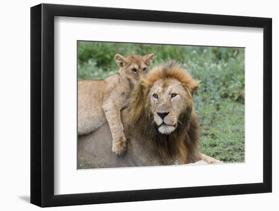 Female Cub Lies on Top of Her Father, Ngorongoro, Tanzania-James Heupel-Framed Photographic Print