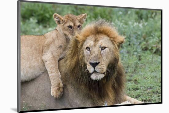 Female Cub Lies on Top of Her Father, Ngorongoro, Tanzania-James Heupel-Mounted Photographic Print