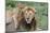 Female Cub Lies on Top of Her Father, Ngorongoro, Tanzania-James Heupel-Mounted Photographic Print