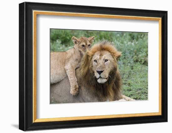 Female Cub Lies on Top of Her Father, Ngorongoro, Tanzania-James Heupel-Framed Photographic Print