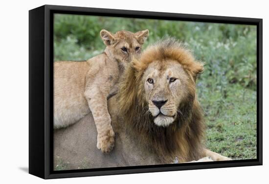 Female Cub Lies on Top of Her Father, Ngorongoro, Tanzania-James Heupel-Framed Premier Image Canvas