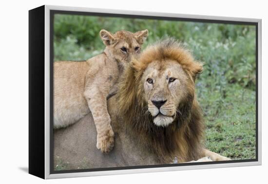 Female Cub Lies on Top of Her Father, Ngorongoro, Tanzania-James Heupel-Framed Premier Image Canvas