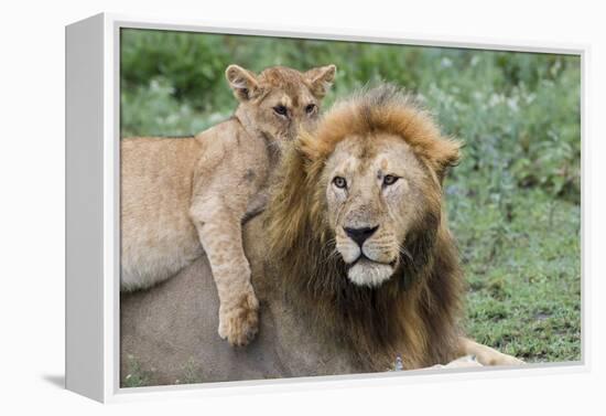 Female Cub Lies on Top of Her Father, Ngorongoro, Tanzania-James Heupel-Framed Premier Image Canvas