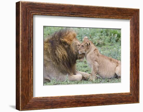 Female Cub Nuzzles Adult Male Lion, Ngorongoro, Tanzania-James Heupel-Framed Photographic Print