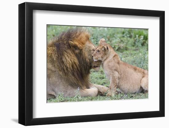 Female Cub Nuzzles Adult Male Lion, Ngorongoro, Tanzania-James Heupel-Framed Photographic Print