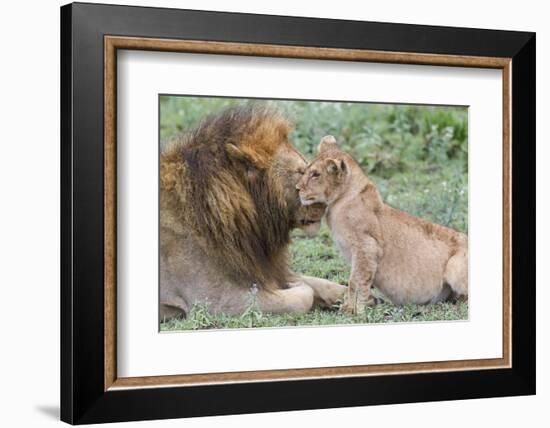 Female Cub Nuzzles Adult Male Lion, Ngorongoro, Tanzania-James Heupel-Framed Photographic Print