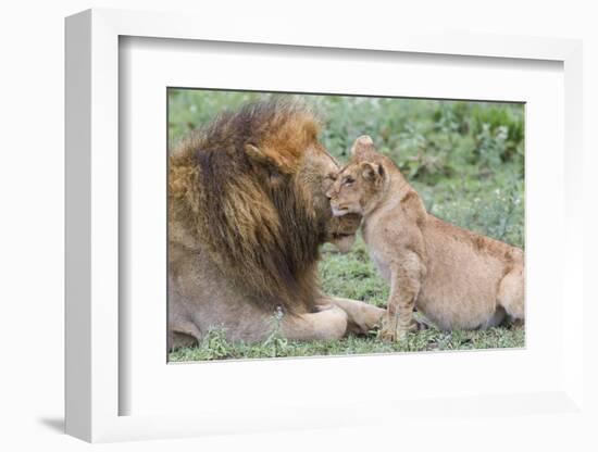 Female Cub Nuzzles Adult Male Lion, Ngorongoro, Tanzania-James Heupel-Framed Photographic Print