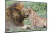 Female Cub Nuzzles Adult Male Lion, Ngorongoro, Tanzania-James Heupel-Mounted Photographic Print