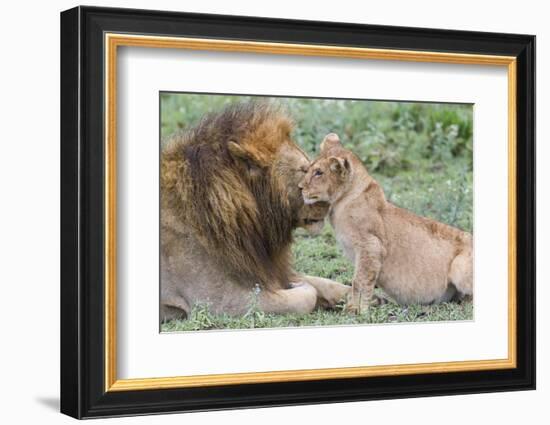 Female Cub Nuzzles Adult Male Lion, Ngorongoro, Tanzania-James Heupel-Framed Photographic Print