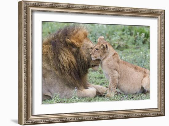 Female Cub Nuzzles Adult Male Lion, Ngorongoro, Tanzania-James Heupel-Framed Photographic Print