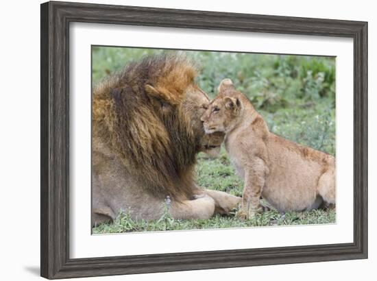 Female Cub Nuzzles Adult Male Lion, Ngorongoro, Tanzania-James Heupel-Framed Photographic Print
