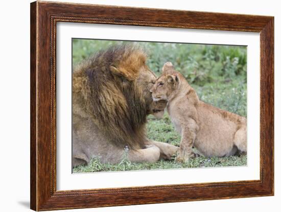 Female Cub Nuzzles Adult Male Lion, Ngorongoro, Tanzania-James Heupel-Framed Photographic Print