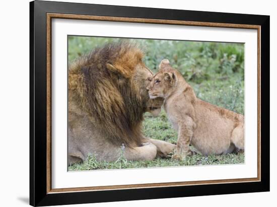 Female Cub Nuzzles Adult Male Lion, Ngorongoro, Tanzania-James Heupel-Framed Photographic Print