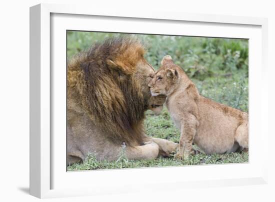 Female Cub Nuzzles Adult Male Lion, Ngorongoro, Tanzania-James Heupel-Framed Photographic Print