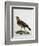 Female Cuckoo Roller-null-Framed Giclee Print