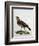 Female Cuckoo Roller-null-Framed Giclee Print