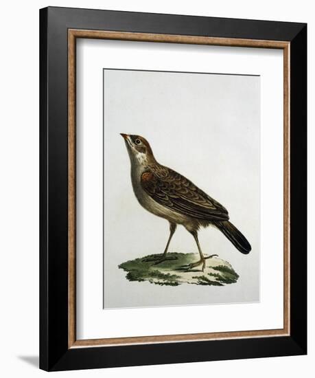 Female Cuckoo Roller-null-Framed Giclee Print
