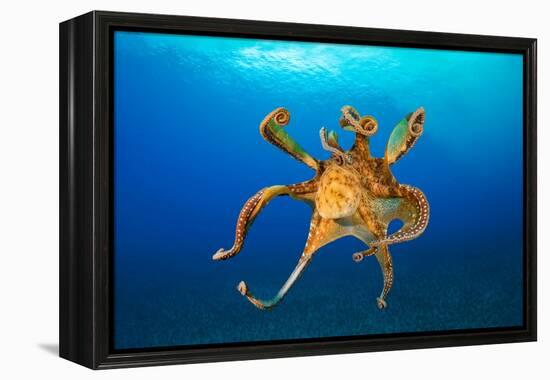 Female Day octopus drifting in the ocean, Hawaii-David Fleetham-Framed Premier Image Canvas