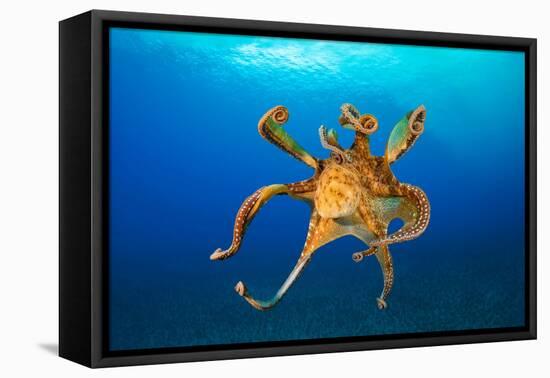 Female Day octopus drifting in the ocean, Hawaii-David Fleetham-Framed Premier Image Canvas