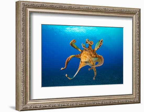 Female Day octopus drifting in the ocean, Hawaii-David Fleetham-Framed Photographic Print