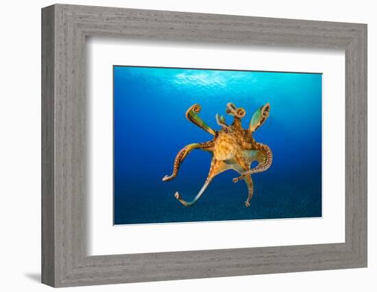 Female Day octopus drifting in the ocean, Hawaii-David Fleetham-Framed Photographic Print