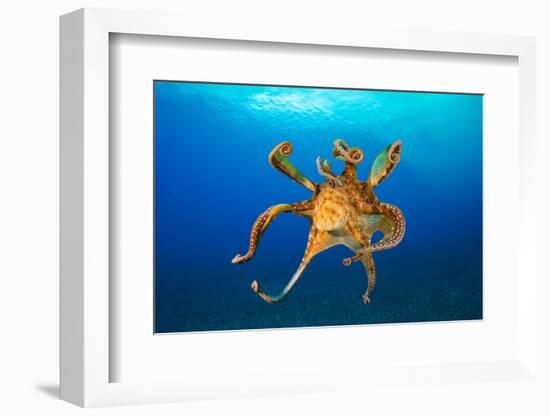 Female Day octopus drifting in the ocean, Hawaii-David Fleetham-Framed Photographic Print