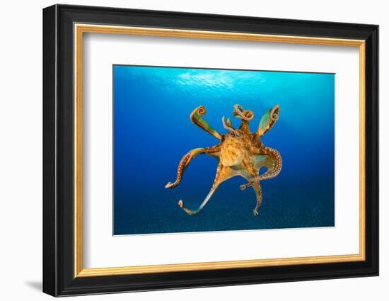 Female Day octopus drifting in the ocean, Hawaii-David Fleetham-Framed Photographic Print