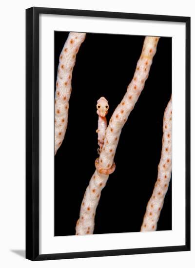 Female Denise'S Pygmy Seahorse (Hippocampus Denise) On Coral Seafan (Annella Mollis) Misool-Alex Mustard-Framed Photographic Print