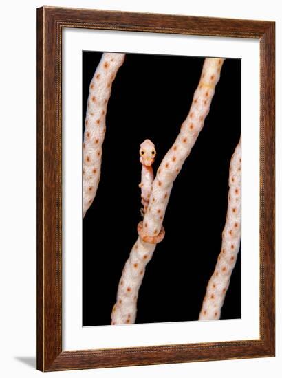 Female Denise'S Pygmy Seahorse (Hippocampus Denise) On Coral Seafan (Annella Mollis) Misool-Alex Mustard-Framed Photographic Print