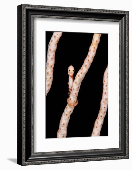 Female Denise'S Pygmy Seahorse (Hippocampus Denise) On Coral Seafan (Annella Mollis) Misool-Alex Mustard-Framed Photographic Print