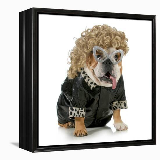 Female Dog - English Bulldog Wearing Blonde Wig and Black Leather Coat-Willee Cole-Framed Premier Image Canvas