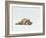 Female Domestic Tabby Cat Lying Down, UK-Jane Burton-Framed Photographic Print